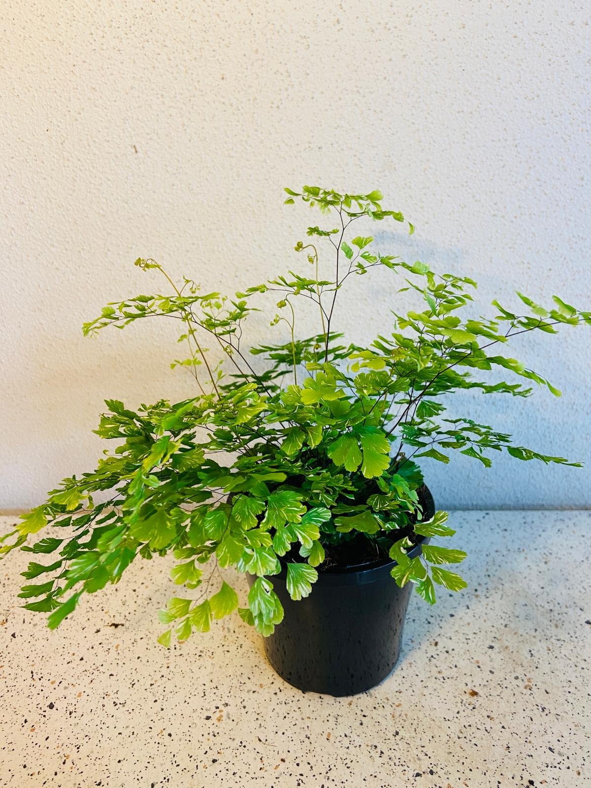 Variegated Maidenhair Fern 100mm with pot