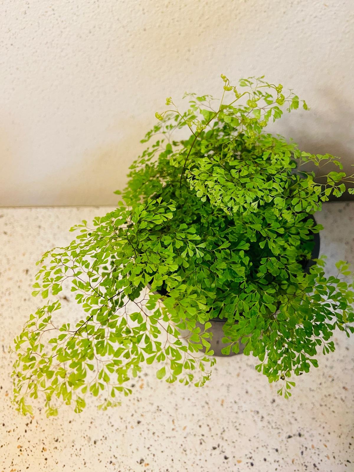 Fern Small Level #32