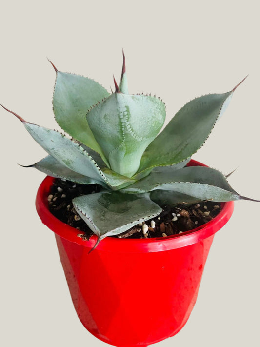 Agave Dragon Toes - Fine Tooth Form