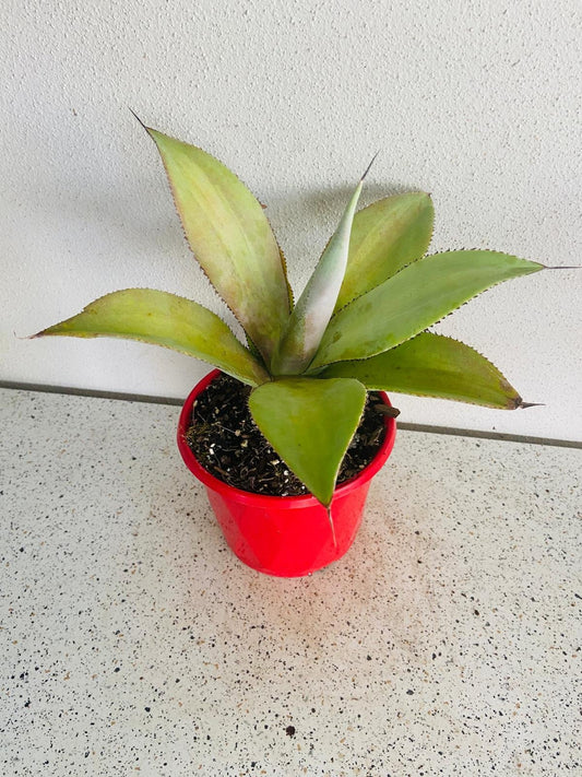 Agave Titanota X Attenuata 130mm