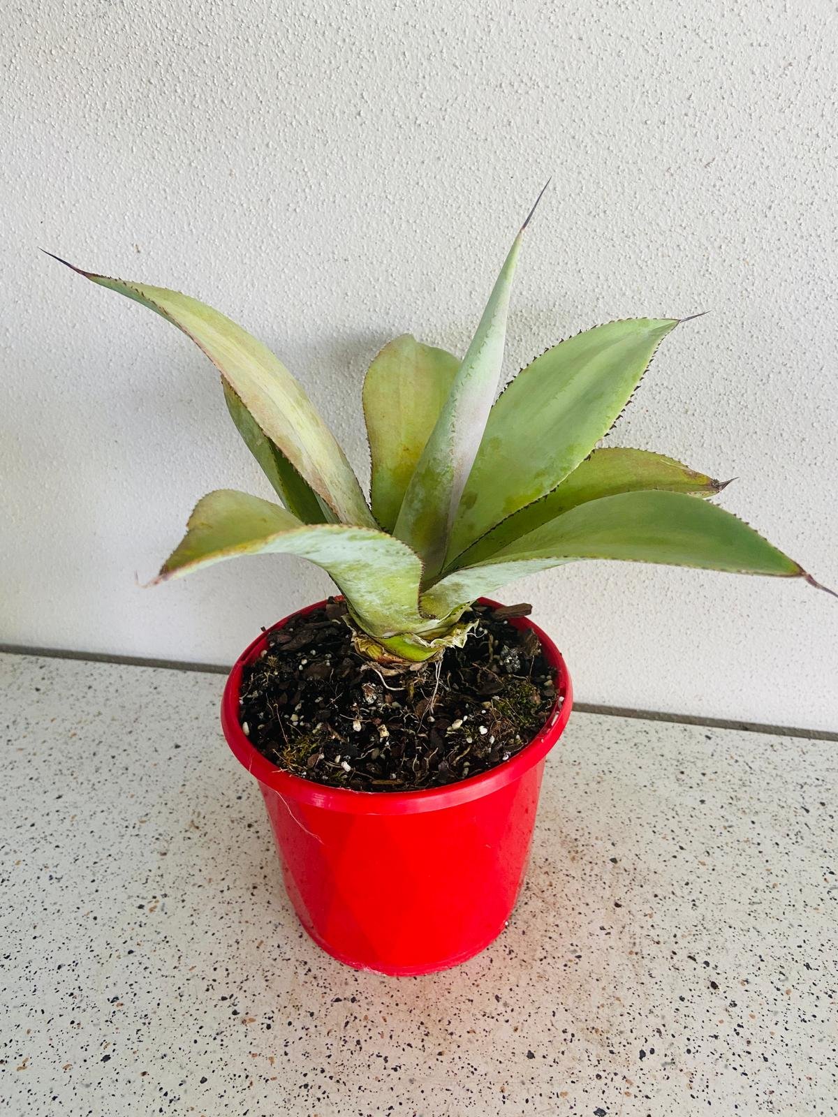 Agave Titanota X Attenuata 130mm