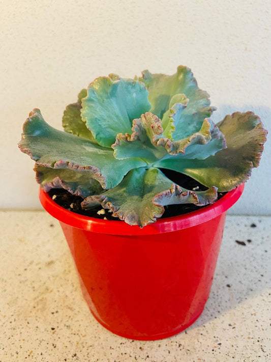 Echeveria Octans 130mm