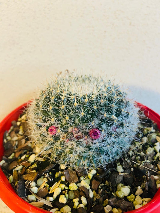 Cacti - Mammillaria Hahniana - Old Lady Cactus