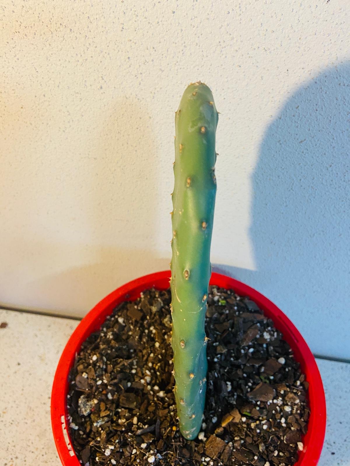 Opuntia Ficus Indica - Indina Fig