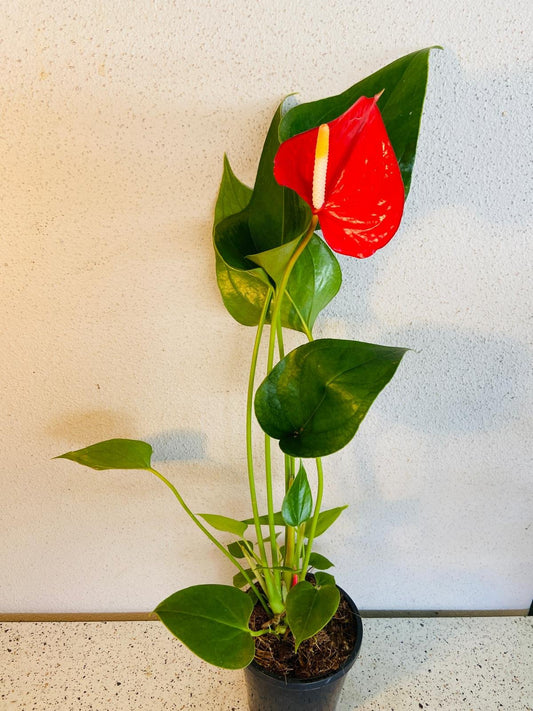 Anthurium Red Merlot 190mm