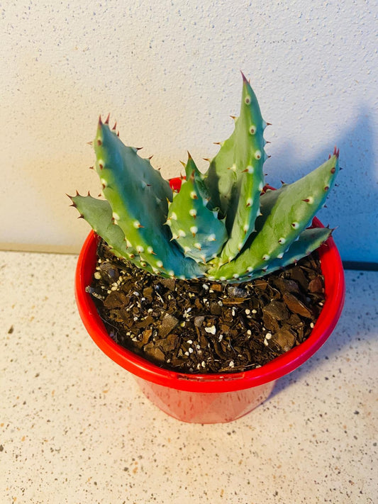 Aloe Hybrid Aculleata V Crousiana 130mm
