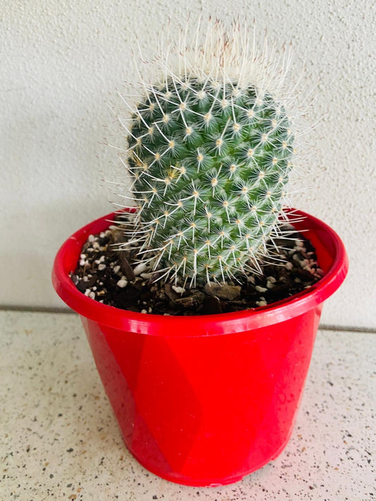 Cacti - Pincushion Cactus Geminispina