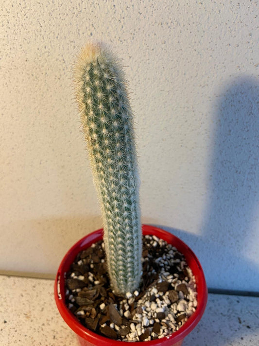 Cacti - Micranthocereus Flaviflorus