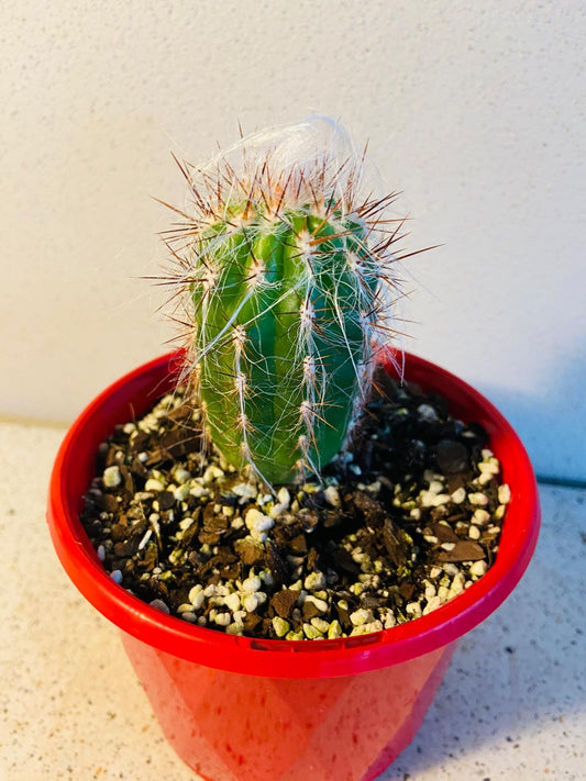 Cacti - Oreocereus Old Man of the Andes Celsianus