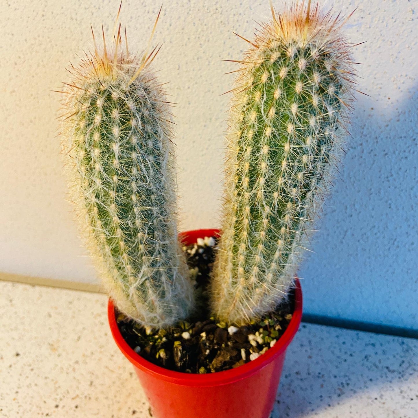 Cacti- Old Man Cactus Two Headed 130mm – A Rare Double Take on a Desert Icon