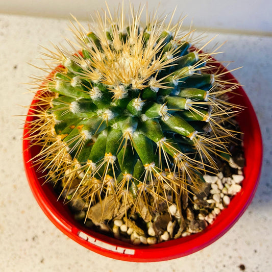 Pincushion Cactus Nivosa
