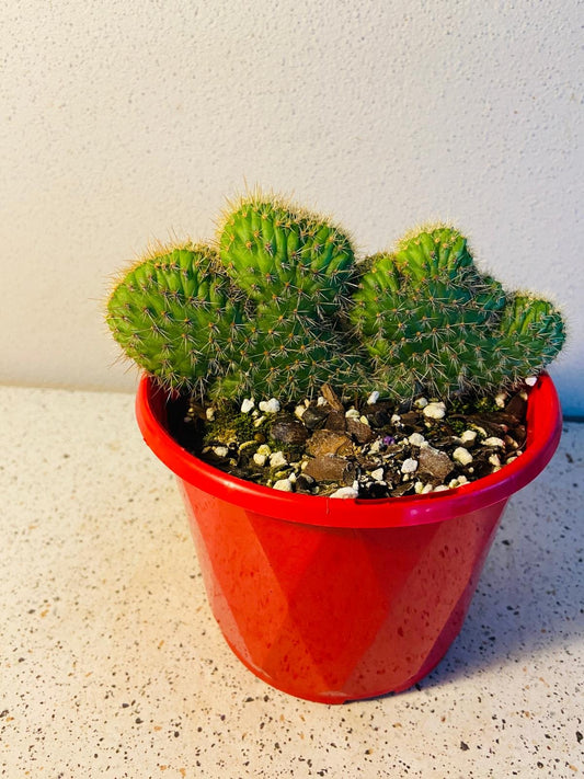 Cacti - Cleistocactus Samaipatanus f. Cristatus-A Rare Crested Cactus with Sculptural Elegance