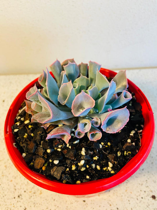Echeveria 'Trumpet Pinky' 130mm