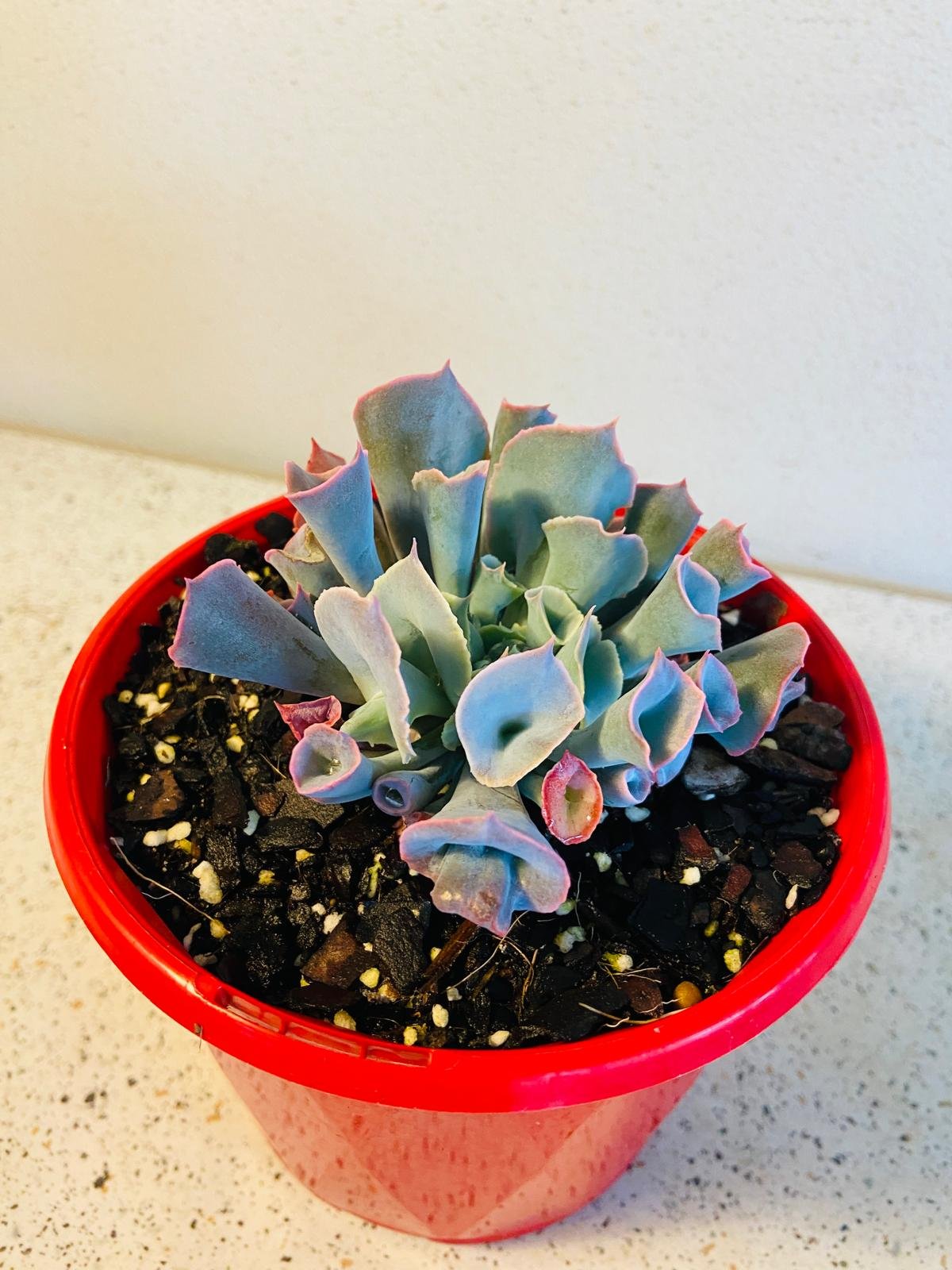 Echeveria 'Trumpet Pinky' 130mm