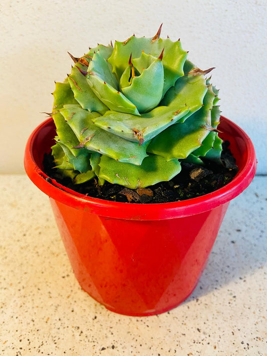 Agave Verschaffeltii Minima 130mm