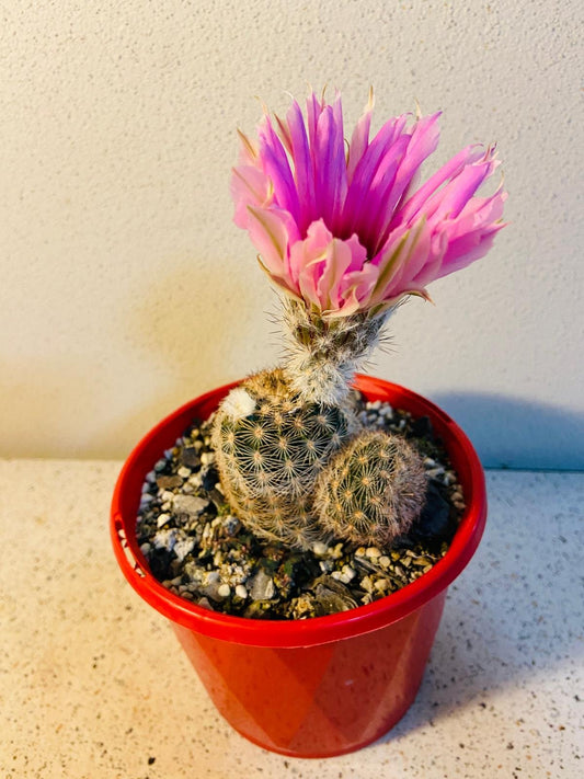 Cacti - Echinocereus Reichenbachii #45