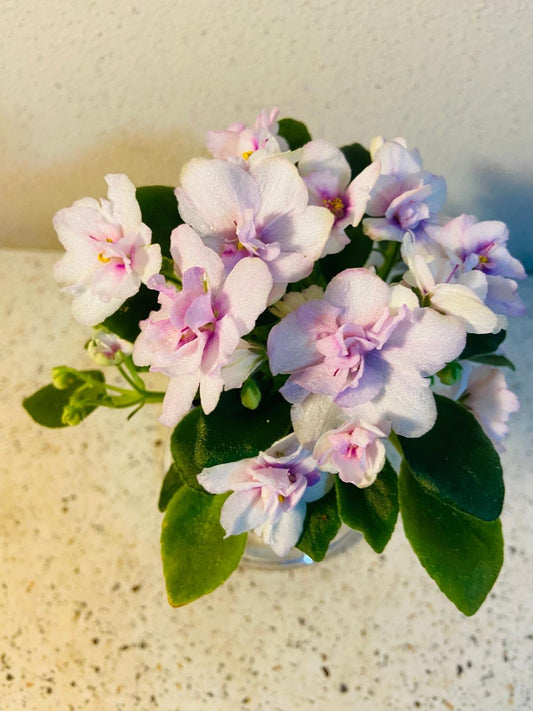 Miniature African Violet - Light Pink 50mm