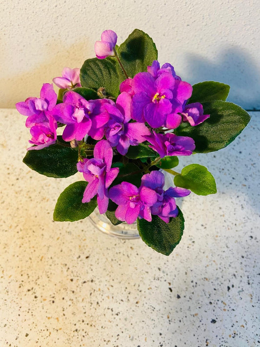Miniature African Violet Colour 50mm
