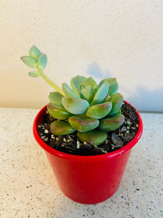 Graptovedum Gwendolene-A Rosette of Pastel Elegance