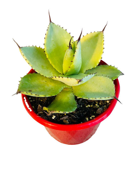 Agave Pale Moon 130mm