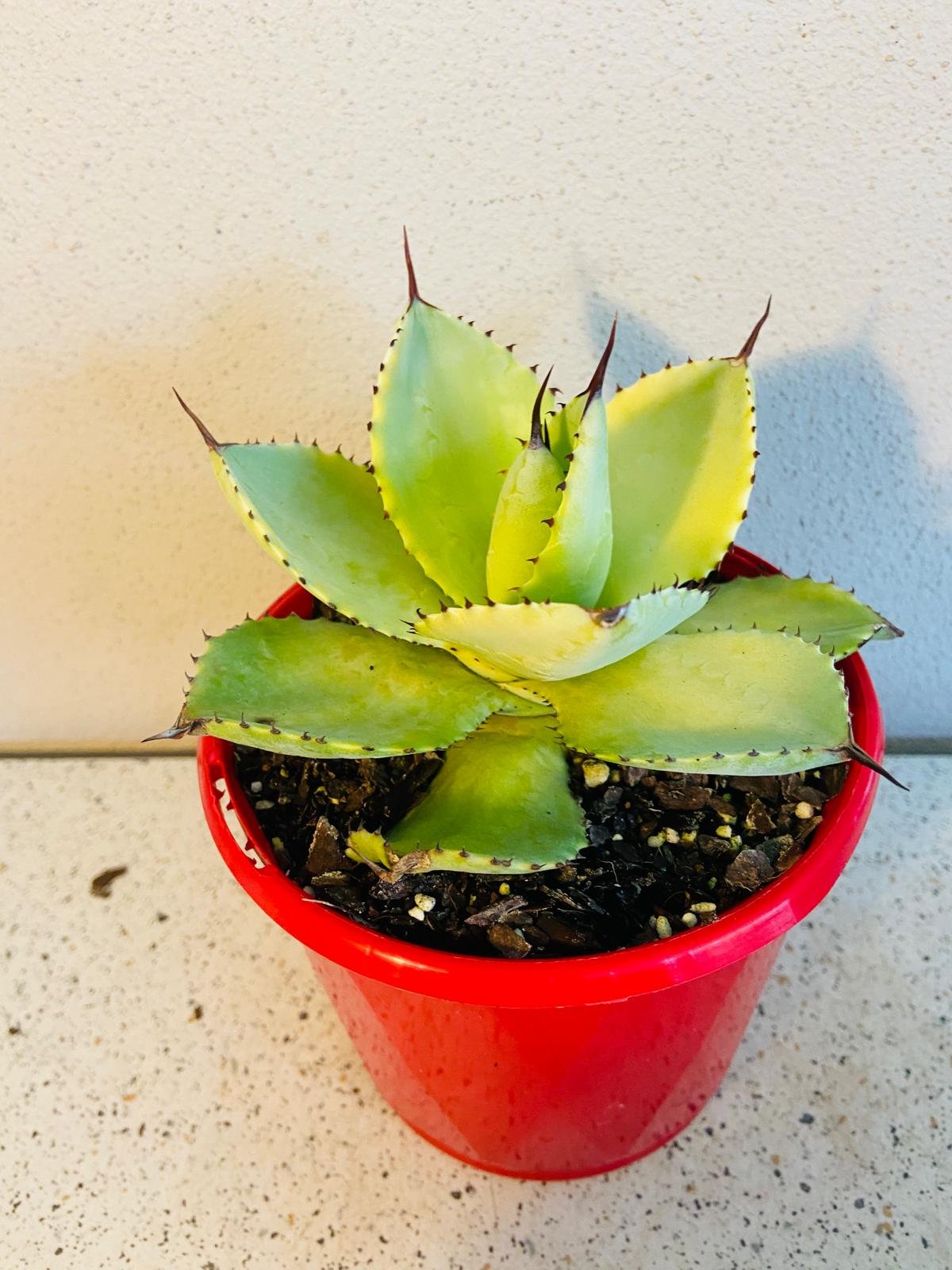 Agave Pale Moon 130mm