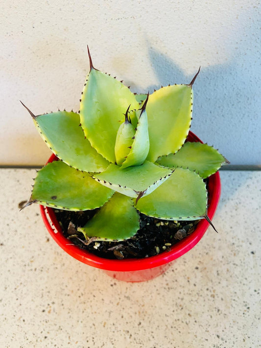 Agave Pale Moon 130mm