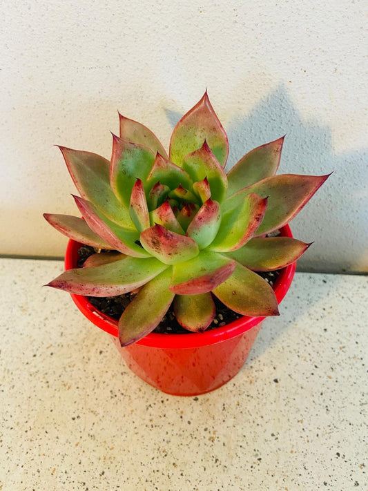Echeveria Amestro 130mm