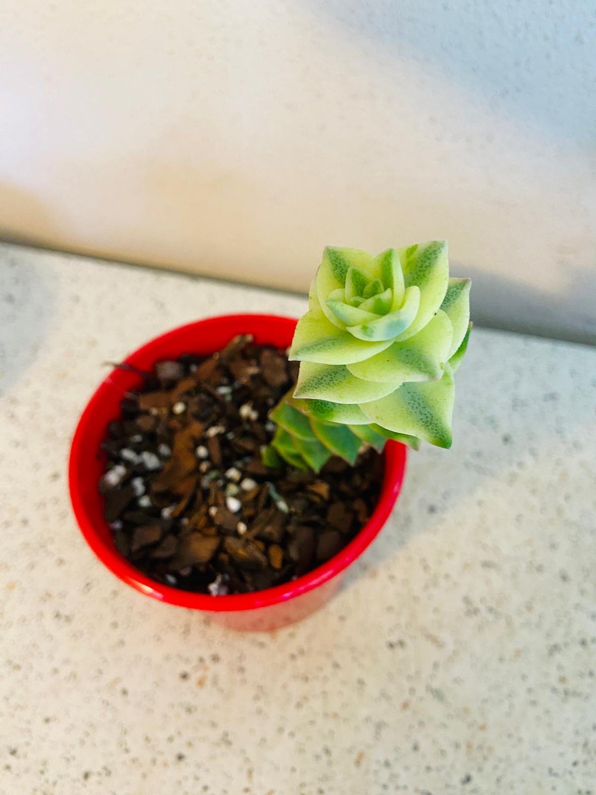 Crassula Perforata Variegata- Perfoliata 80mm