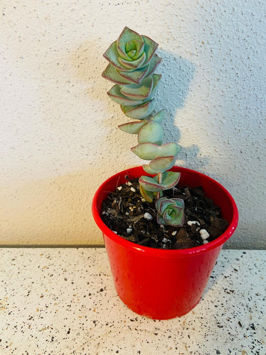 Crassula Perforata - String of Buttons 80mm