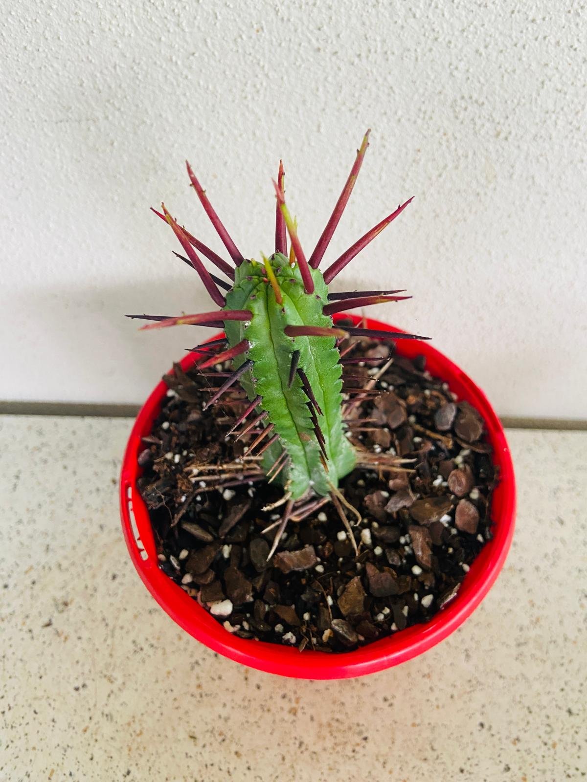 Euphorbia Enopla 130mm