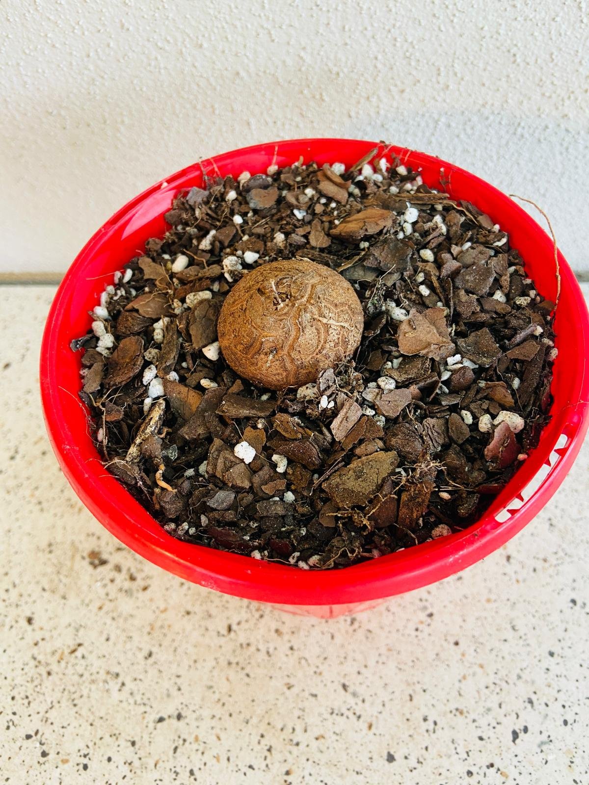 Dioscorea elephantipes - Elephant's Foot 130mm