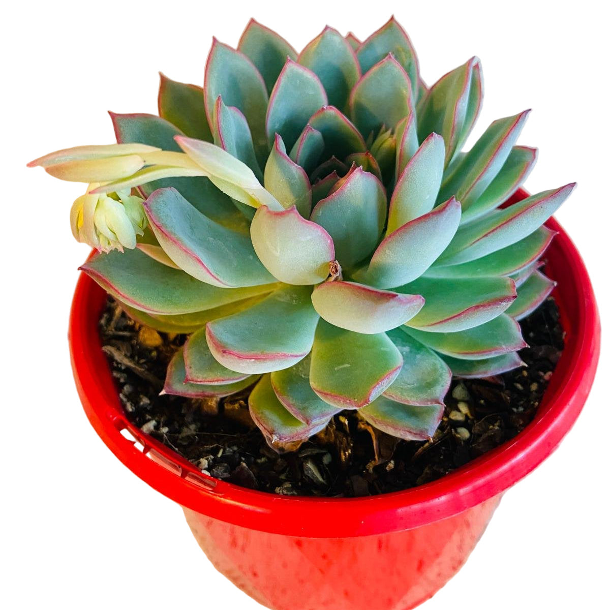 apus succulent care Buy Echeveria Apus