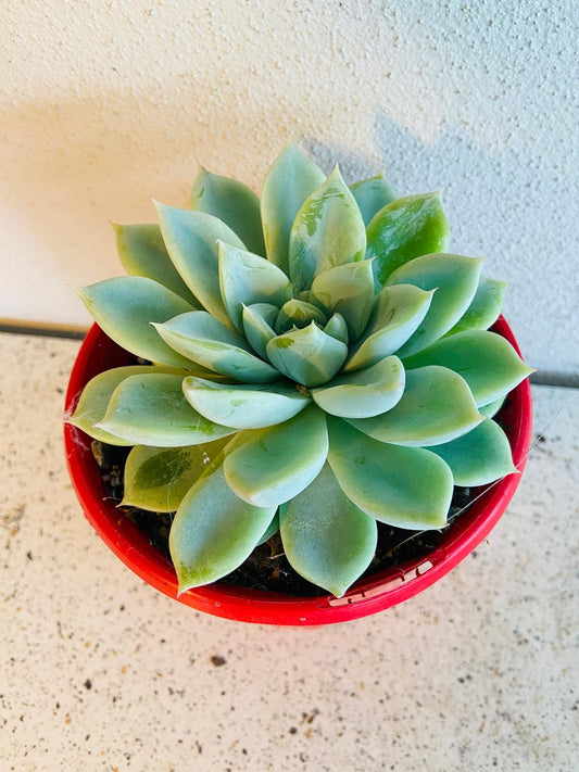 Echeveria Annette