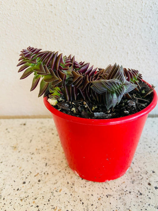 Crassula Pagoda Village 80mm