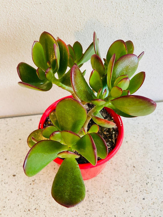 Crassula Crosby Red (Crosby’s Compact Jade)