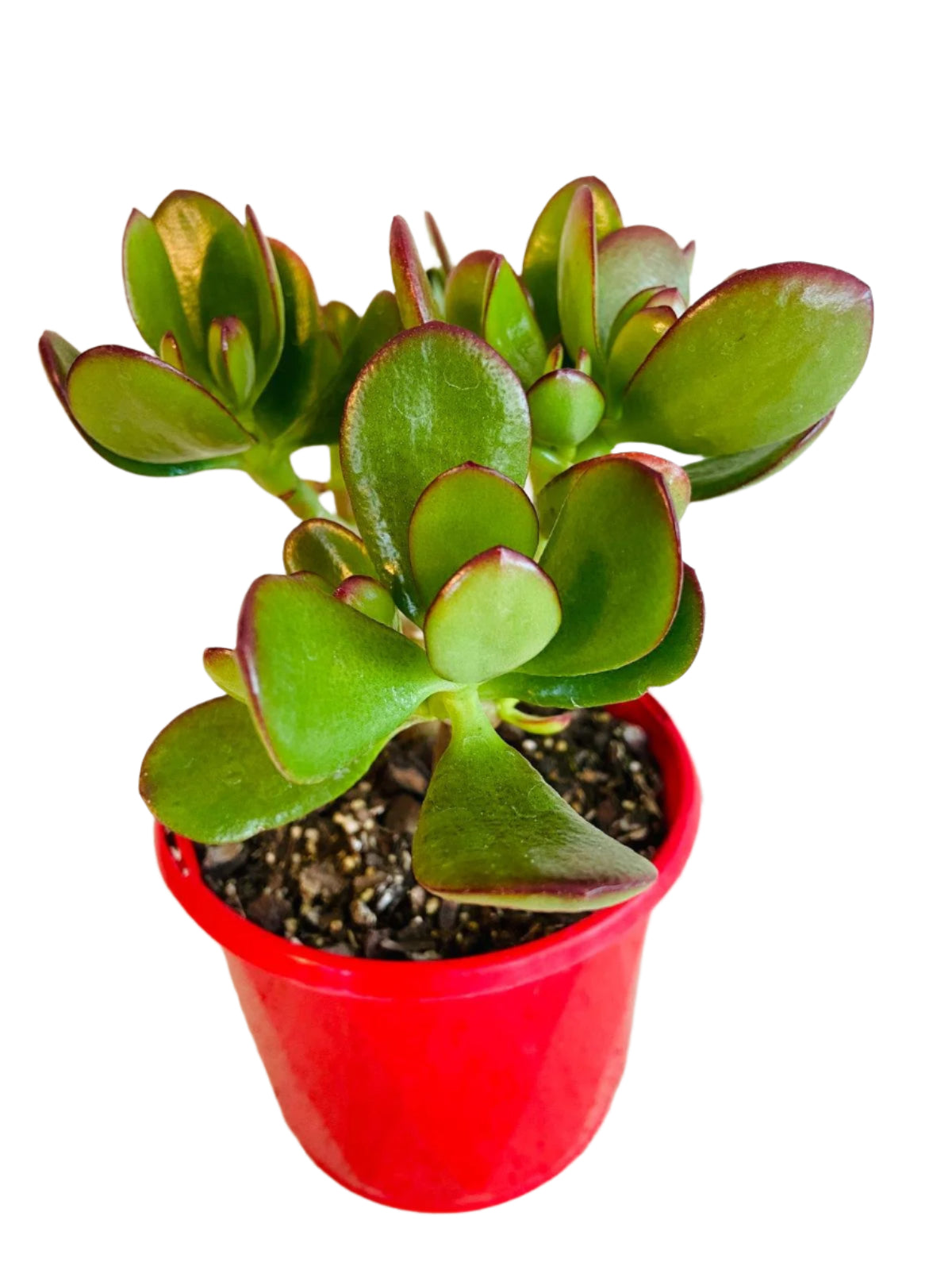 crosby red jade plant Buy Crassula Crosby Red in Australia