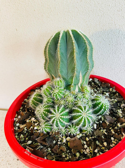 Cacti - Paradia Magnifica Caespitosa #69