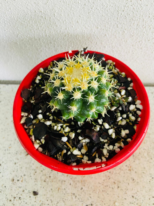 Cacti Echinocactus Golden Barrel V Curvispinus Intermedius