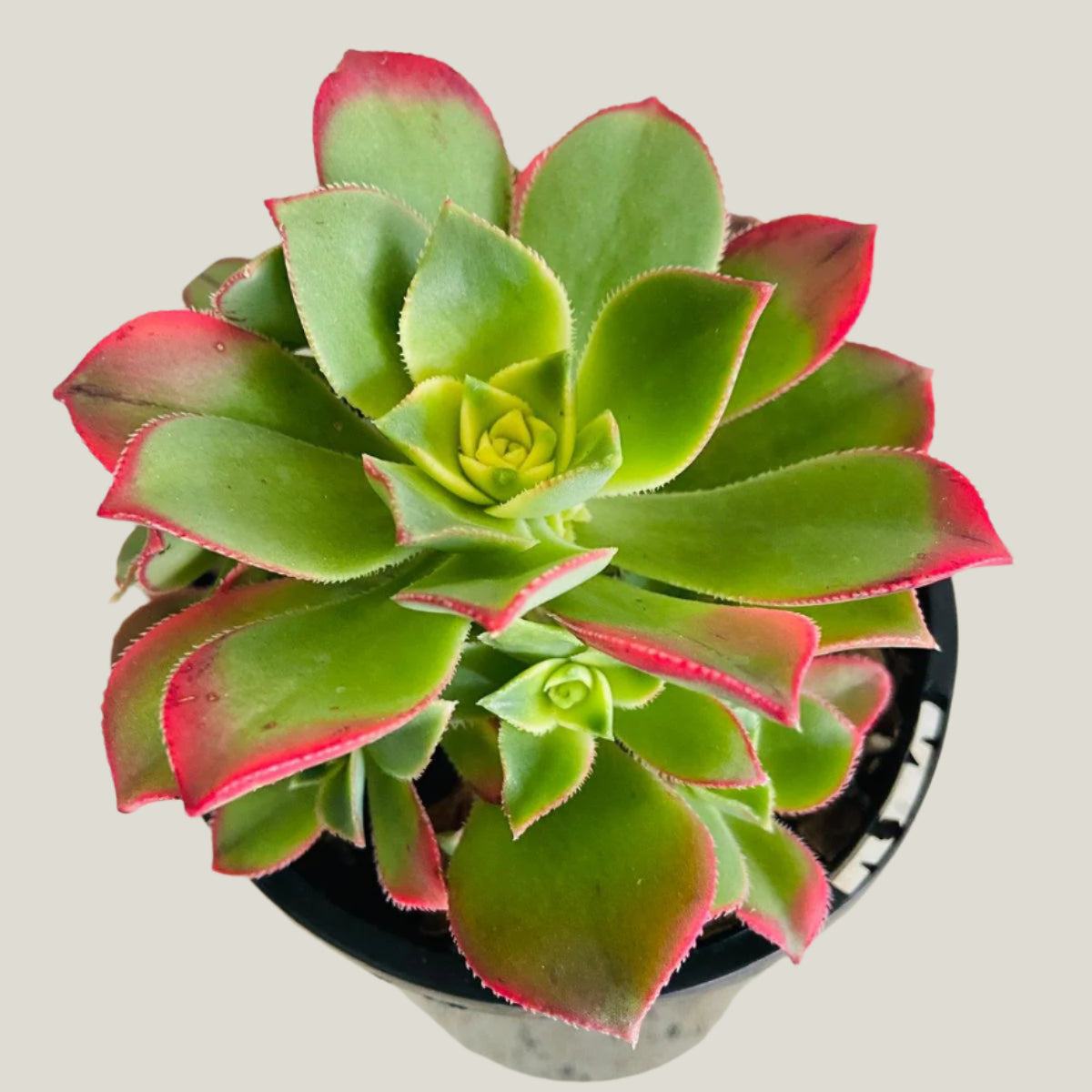 succulent plants for sale melbourne Aeonium Kiwi plant sale – Succulents Online