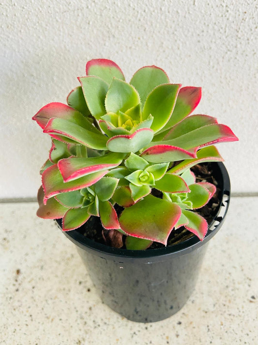 Aeonium Kiwi Plant