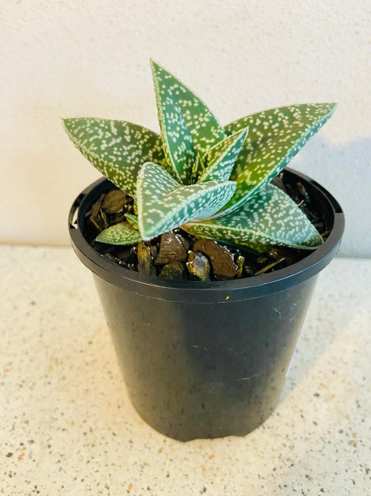 Gasteria x Aloe White Spot-130mm