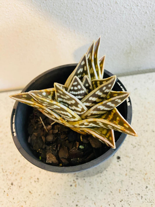 Aloe Variegata 'Gator' 130mm