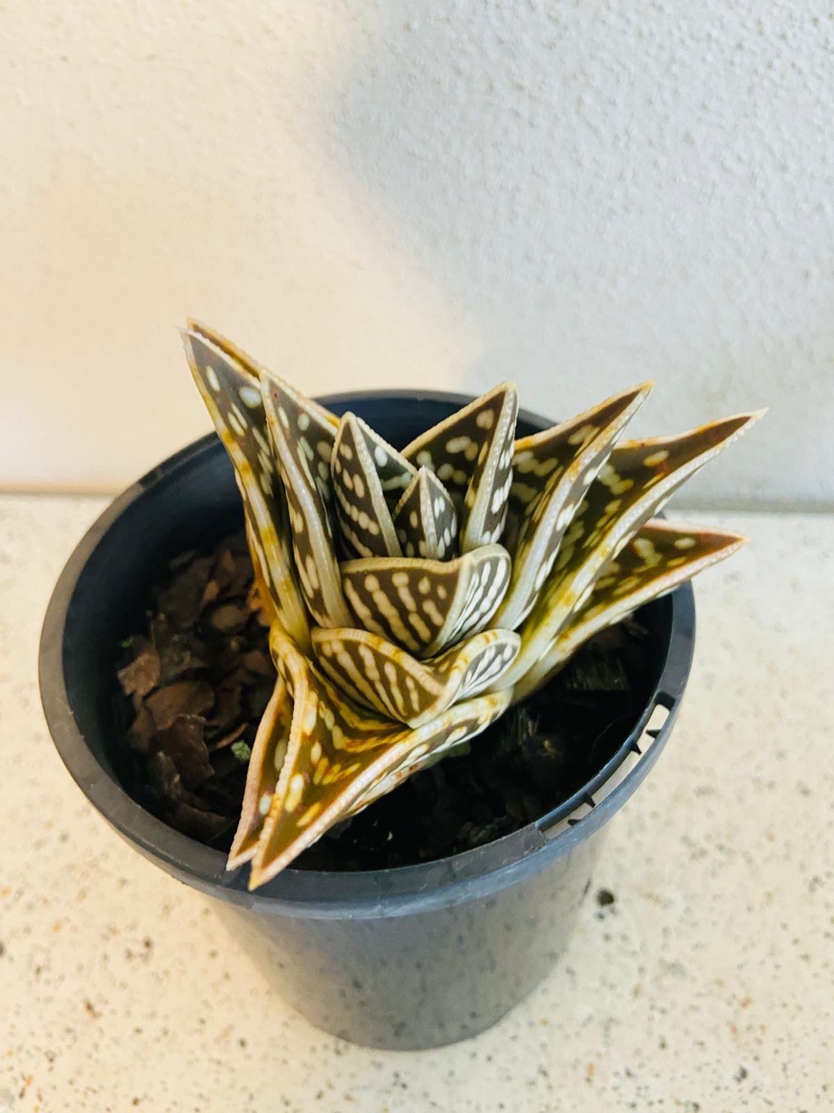 Aloe Variegata 'Gator' 130mm