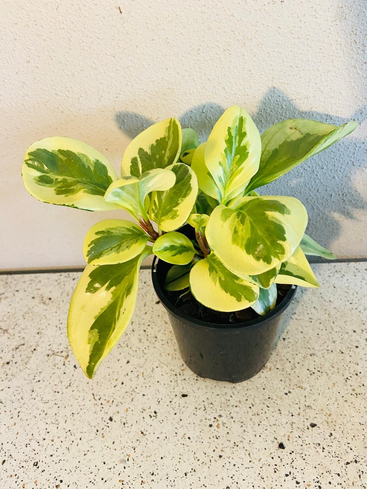Peperomia Variegated 130mm
