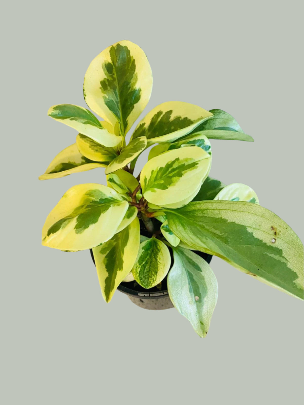 Buy Peperomia Variegata