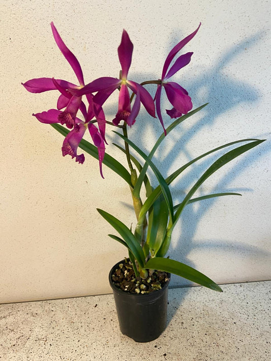 Jol. Glee 'Topaz' 100mm