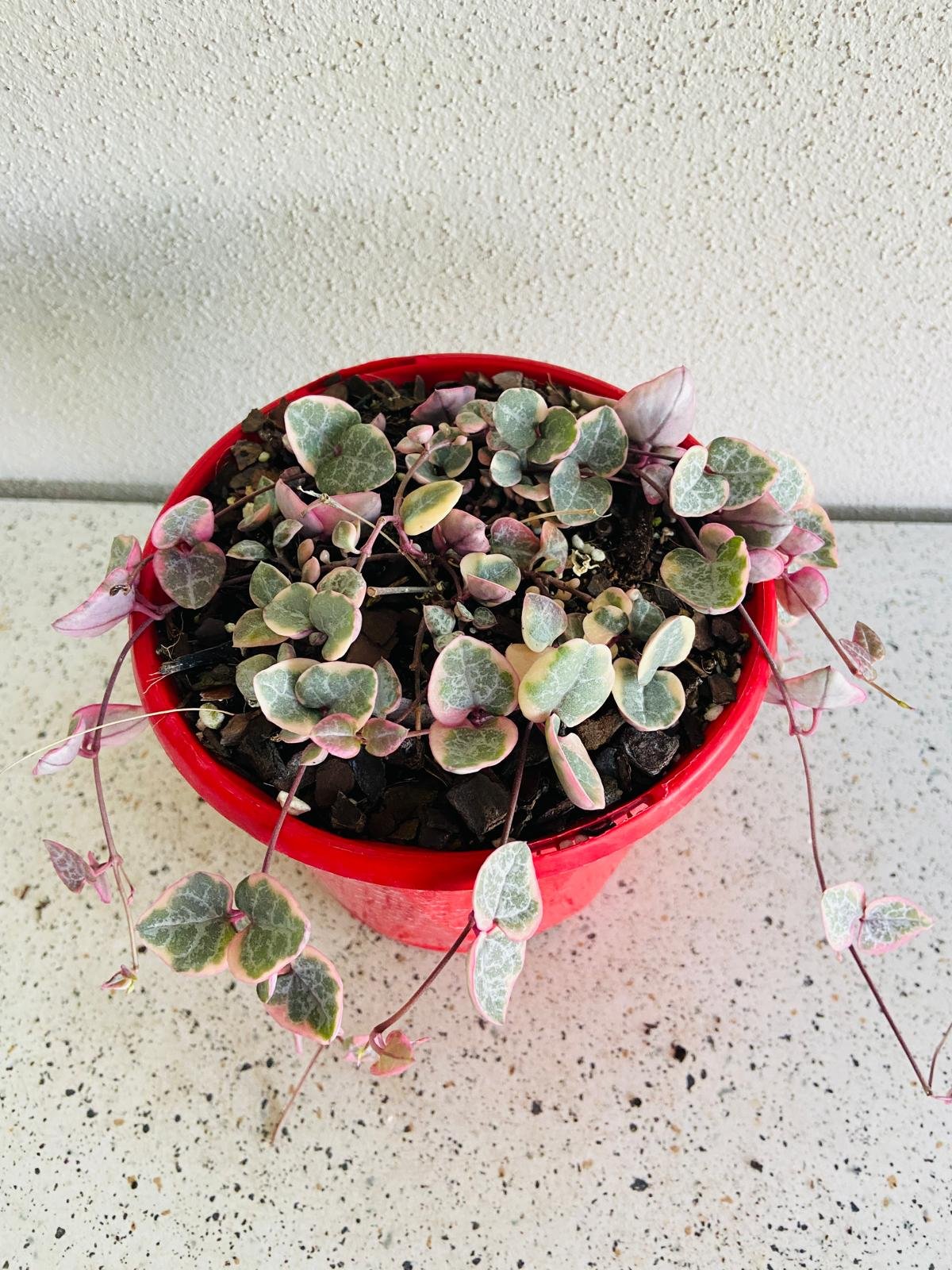Ceropegia Woodii Variegated Chain of Hearts