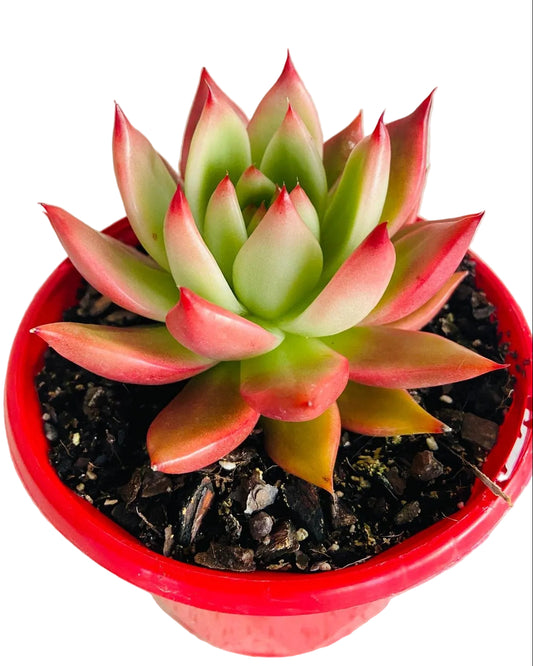 Echeveria Frank Reinelt 130mm