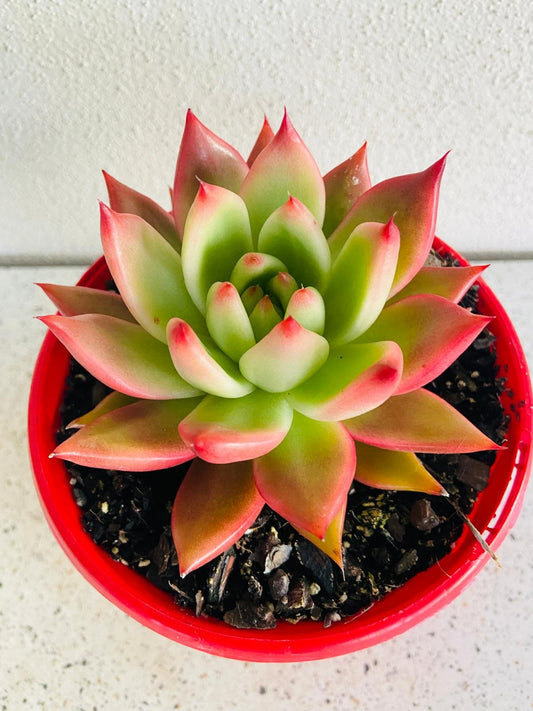 Echeveria Frank Reinelt 130mm
