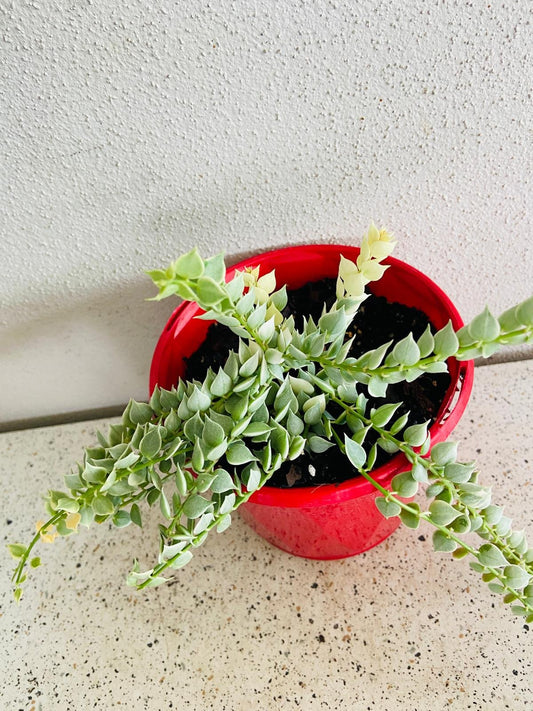 Dischidia Ruscifolia Variegata - Variegated Million Hearts